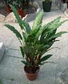  Furry Feather Calathea